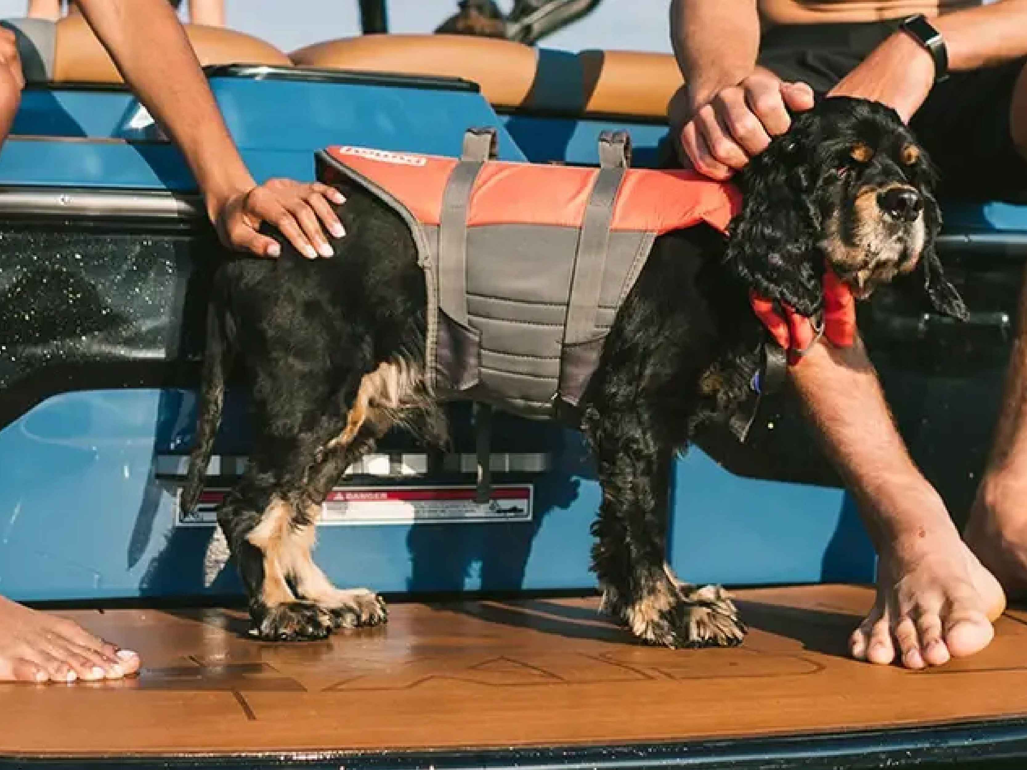 How To Boat With Your Dog: Tips For A Safe Day On The Water